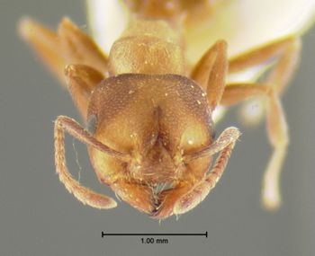 Media type: image; Entomology 28849   Aspect: head frontal view